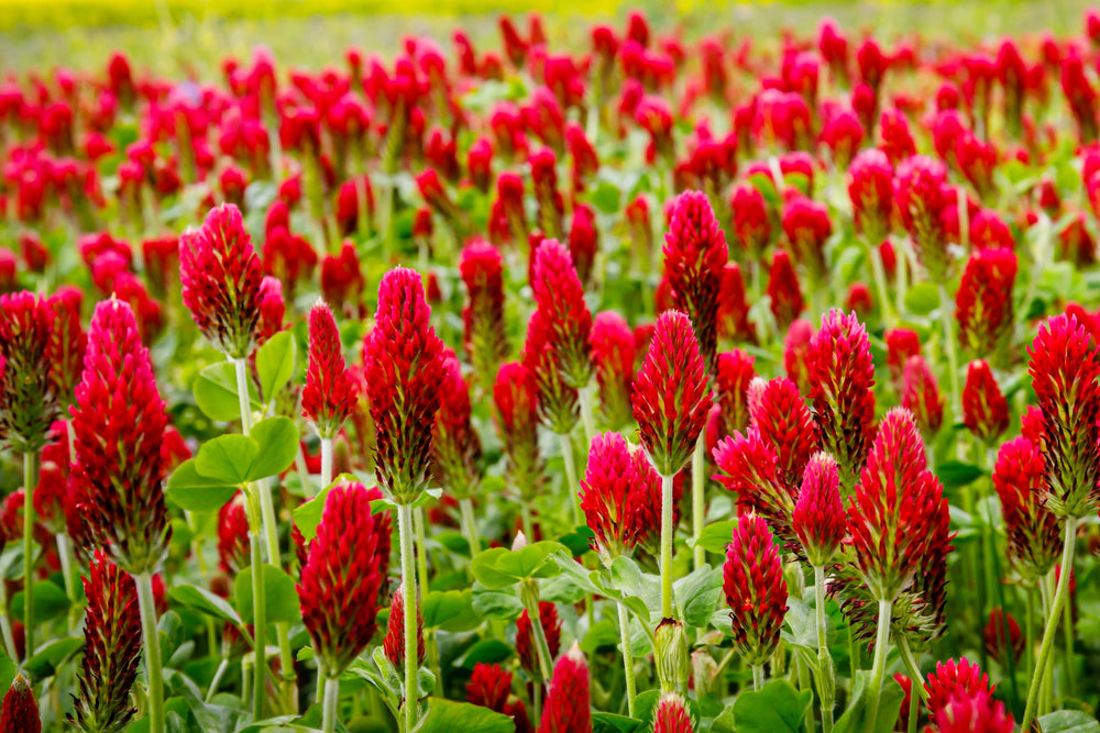 Crimson Clover (Trifolium incarnatum) Seeds – 3,000 ct