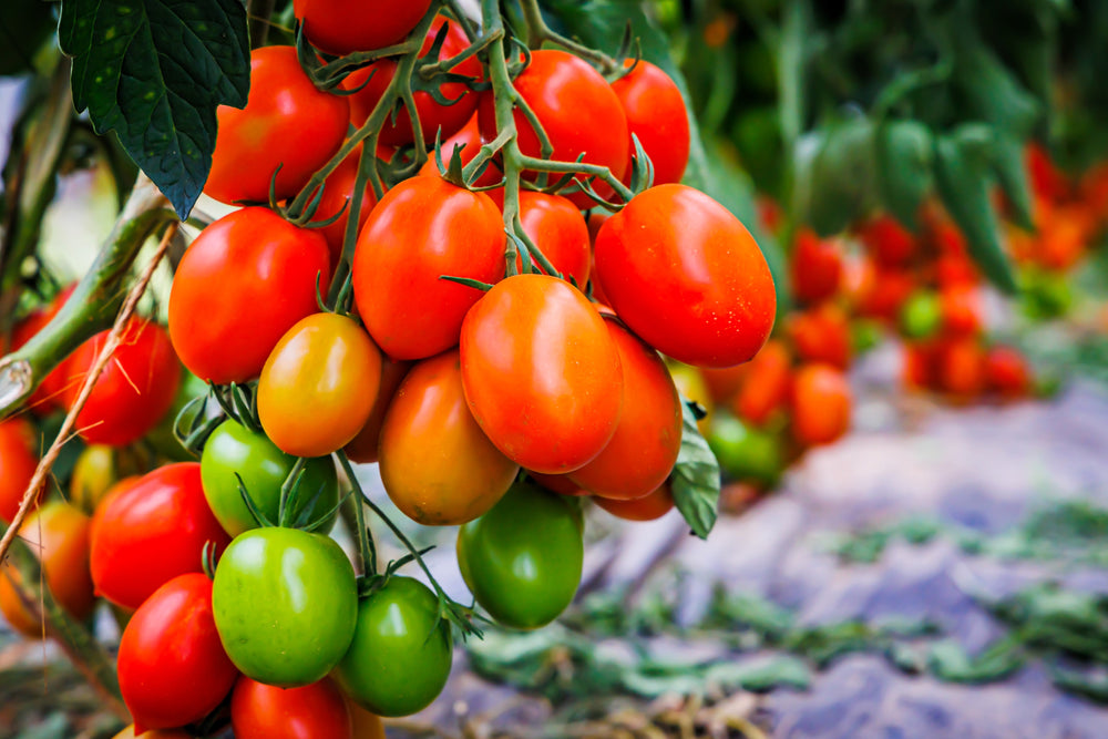 50 Amish Paste Tomato (Lycopersicon) Seeds