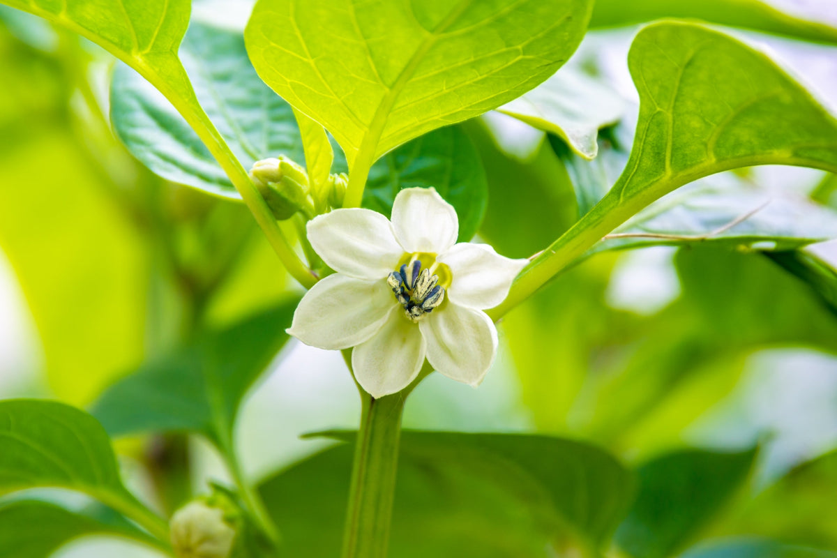 White Habanero Pepper (Capsicum chinense) Seeds – 50 ct