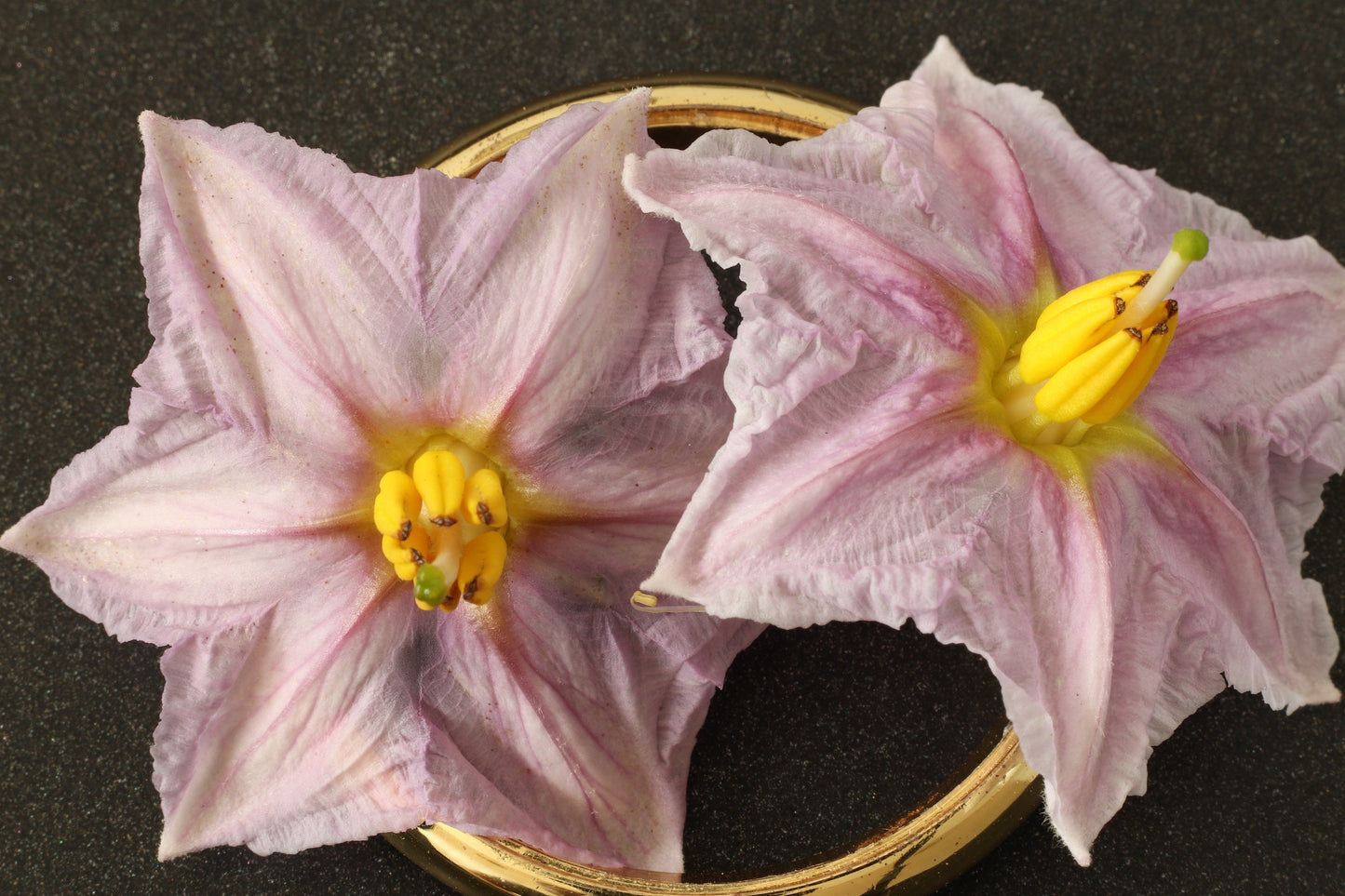 300 Florida Market Eggplant (Solanum Melongena) Seeds