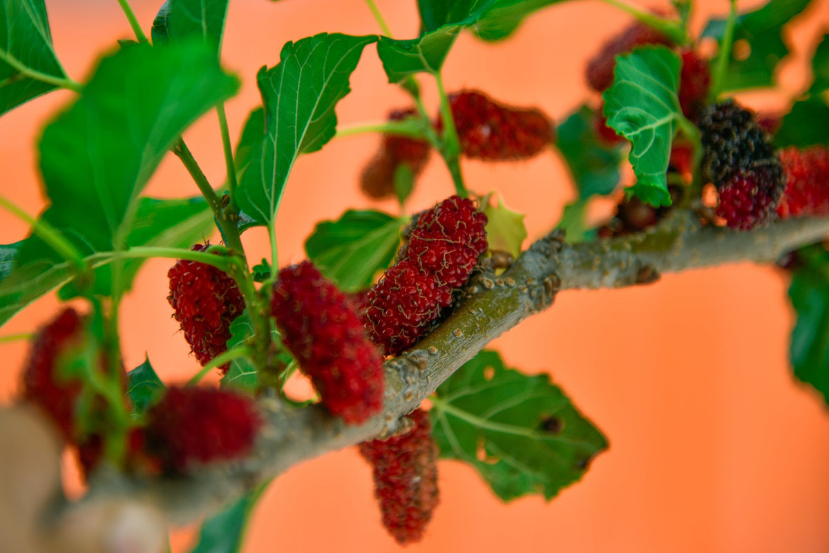 Red Mulberry (Morus rubra) Seeds – 15 ct