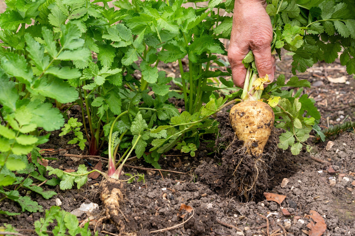 1000 PARSNIP Improved HOLLOW CROWN Pastinaca Sativa White Root Vegetable Seeds