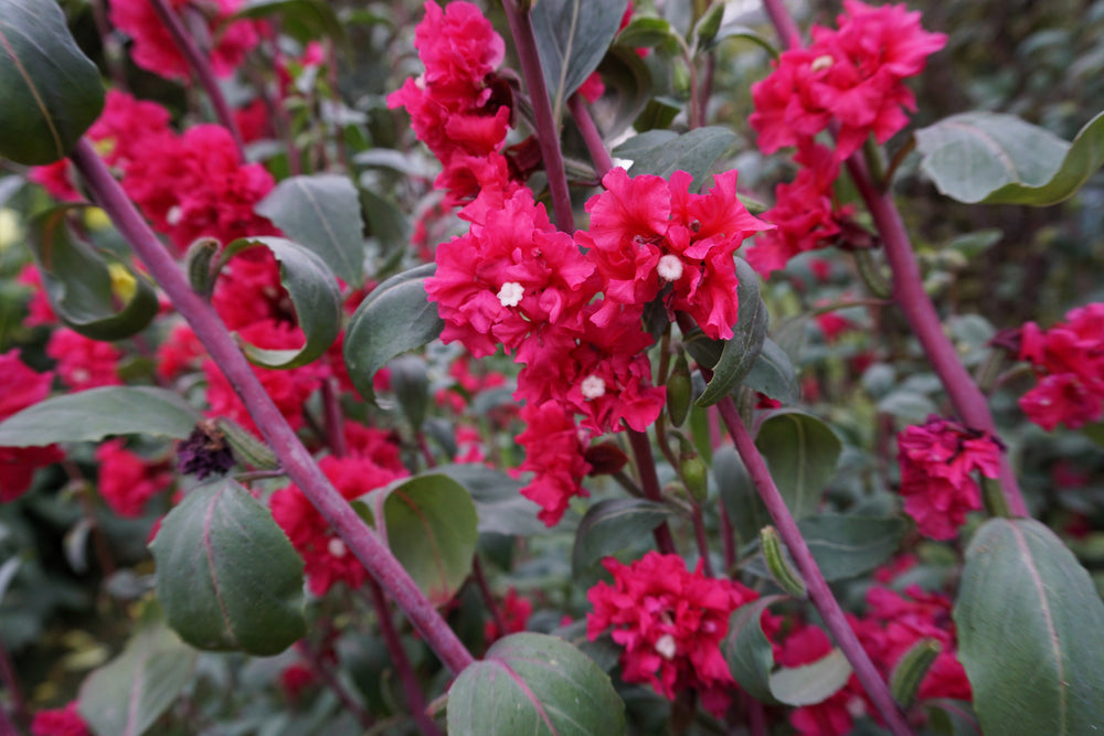 500 Elegant Clarkia (Clarkia Elegans) Seeds