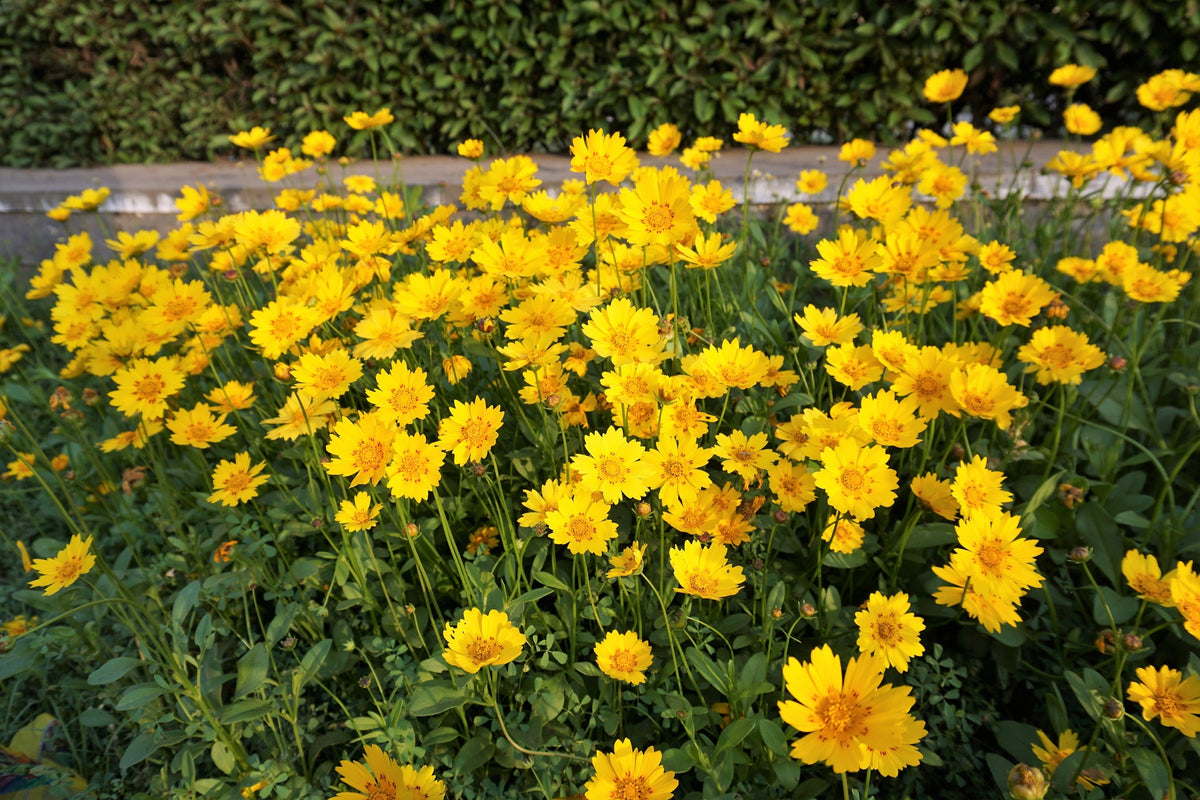 Lanceleaf Coreopsis (Coreopsis lanceolata) Seeds – 1,000 ct