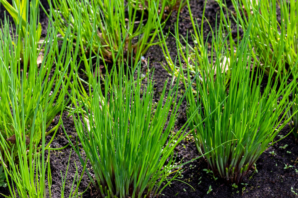 Chives (Allium schoenoprasum) Seeds – 500 ct