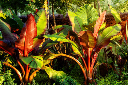 5 Red Abyssinian Banana (Musa Ensete Ventricosum) Seeds