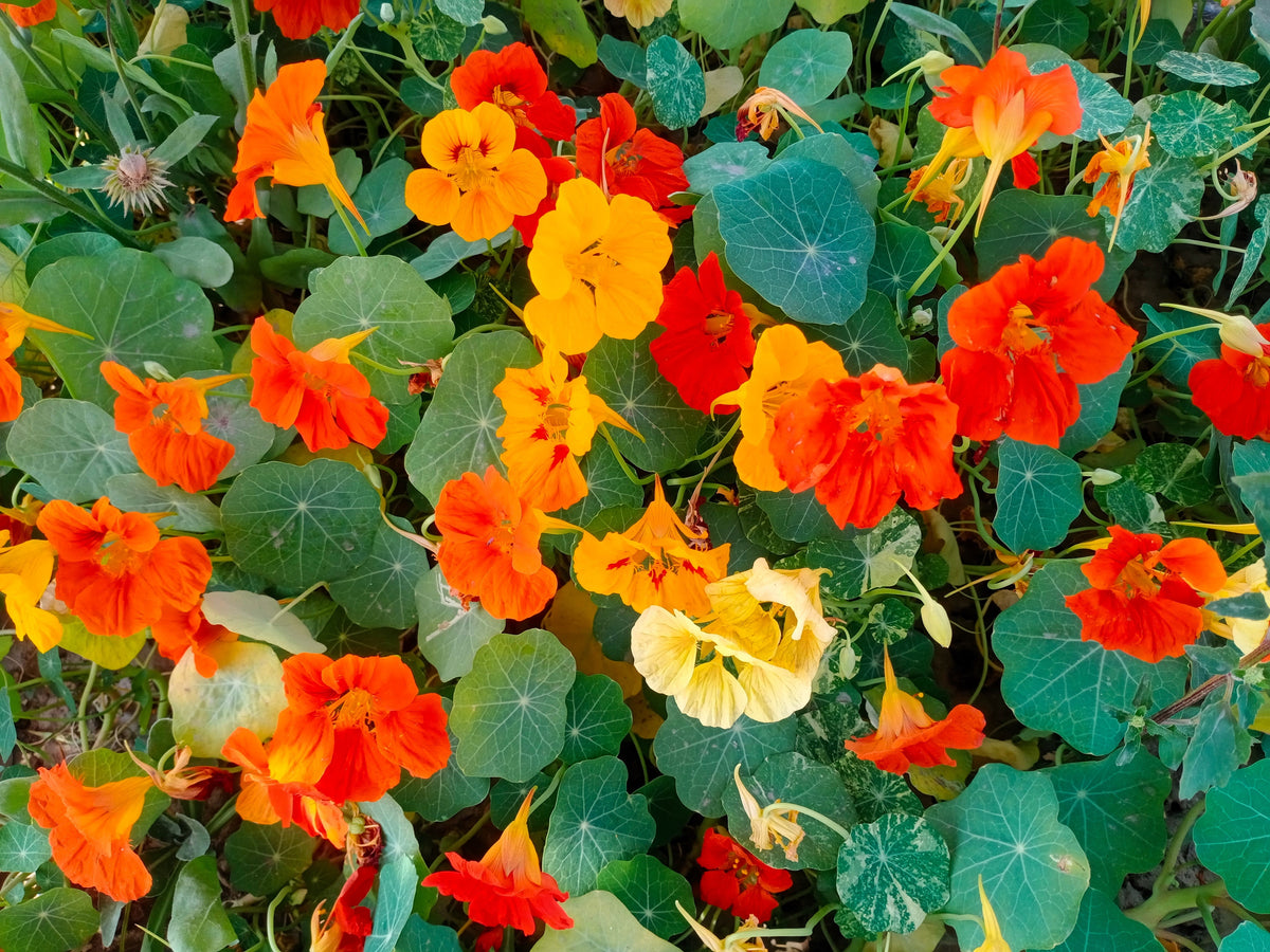 50 Mixed Colors Dwarf Jewel Nasturtium (Tropaeolum Minus) Seeds