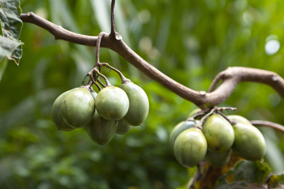 10 Tamarillo (Cyphomandra Betacea Solanum) Seeds