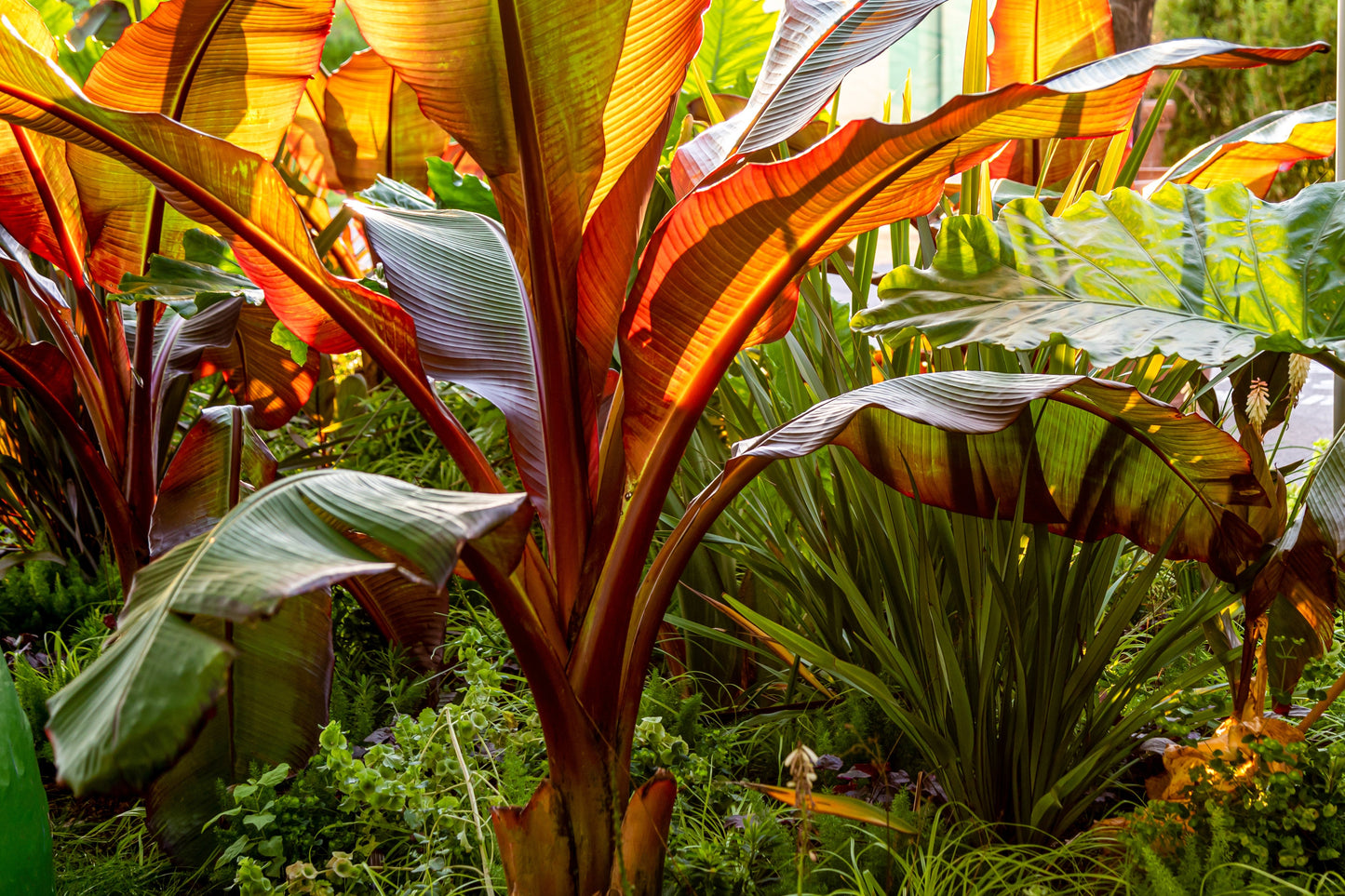 5 Red Abyssinian Banana (Musa Ensete Ventricosum) Seeds
