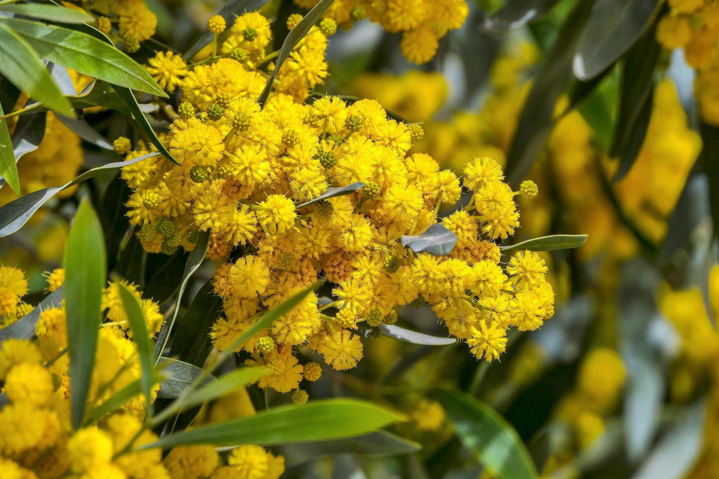 10 Golden Mimosa (Acacia Baileyana) Seeds