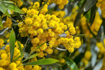 10 Golden Mimosa (Acacia Baileyana) Seeds