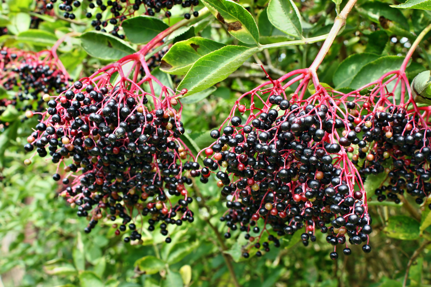 500 American ELDERBERRY (Sambucus Nigra Canadensis) Seeds