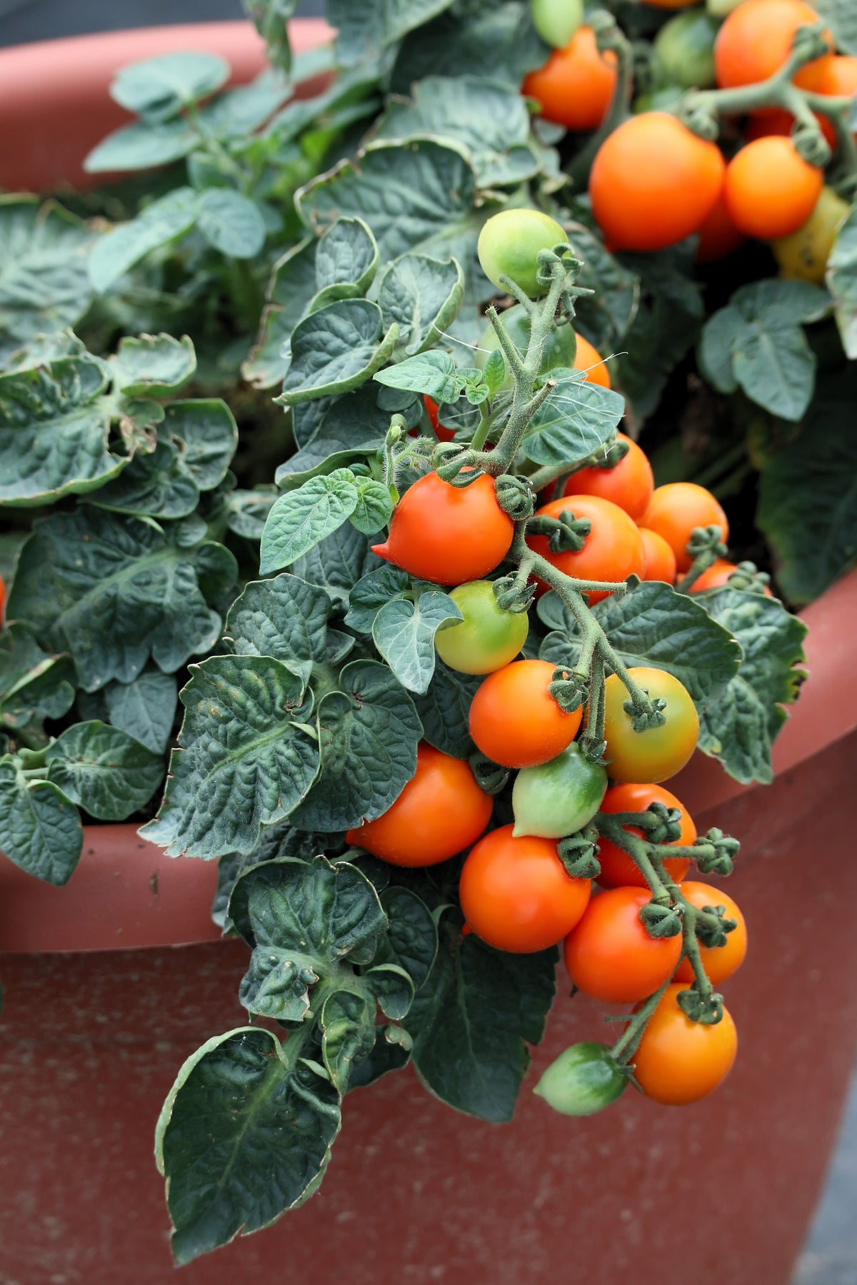 Tiny Tim Dwarf Cherry Tomato (Solanum lycopersicum) Seeds – 500 ct