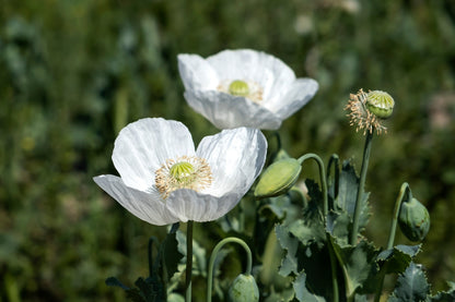 Persian White Poppy (Papaver somniferum) Seeds – 250 ct