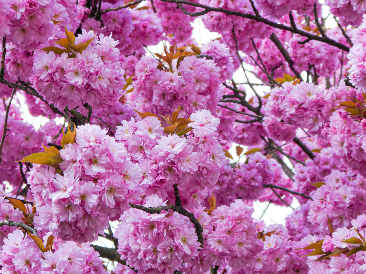 Japanese Flowering Cherry (Prunus serrulata) Seeds – 10 ct