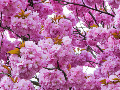 Japanese Flowering Cherry (Prunus serrulata) Seeds – 10 ct