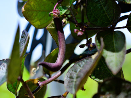 40 Royalty PURPLE POD BEAN Phaseolus Vulgaris Vegetable Seeds