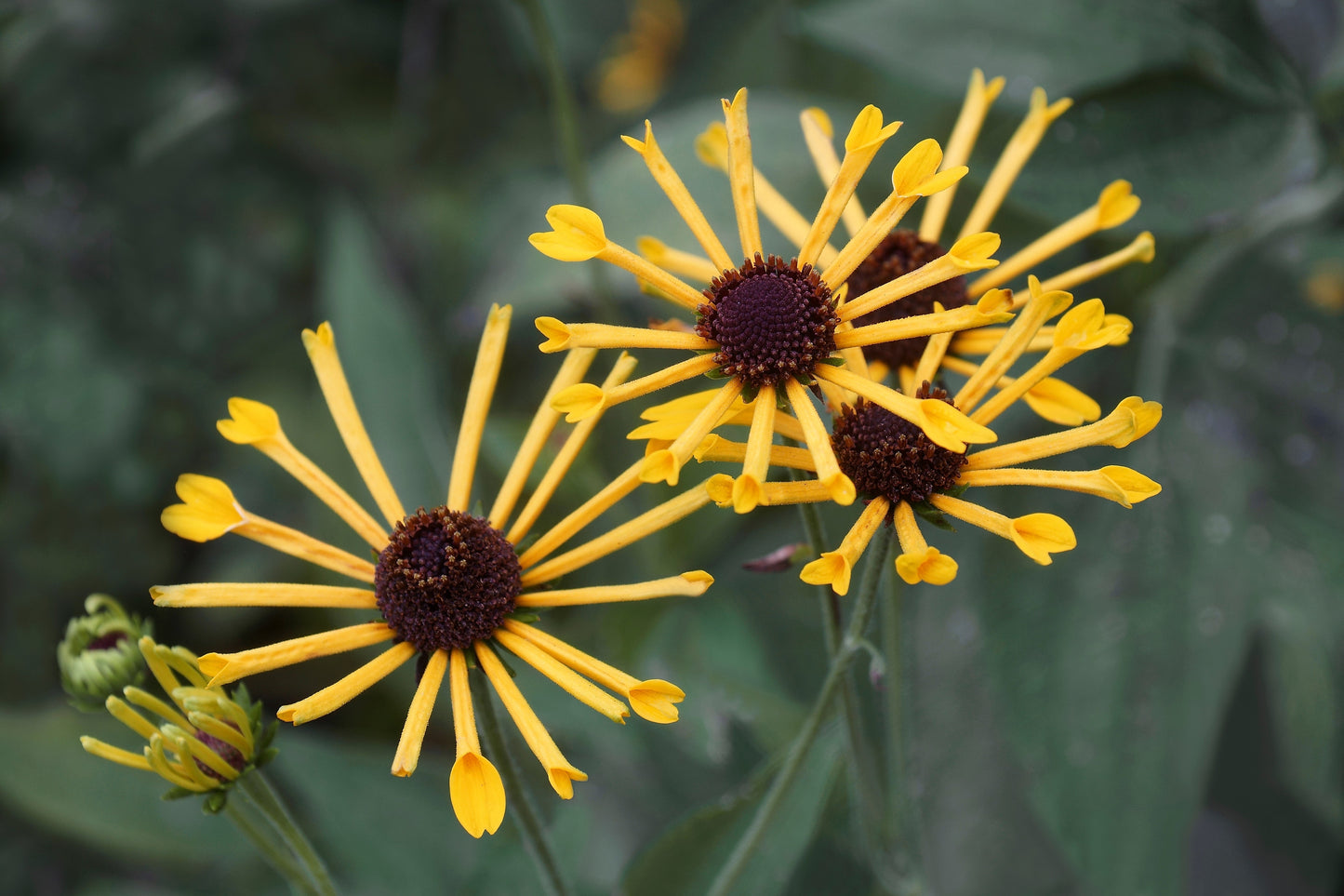 300 Sweet Coneflower (Rudbeckia Subtomentosa; Sweet Black Eyed Susan) Seeds