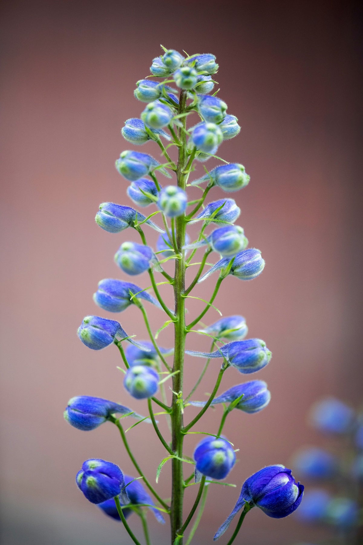 Blue With Pink Rocket Larkspur (Consolida ajacis) Seeds – 350 ct