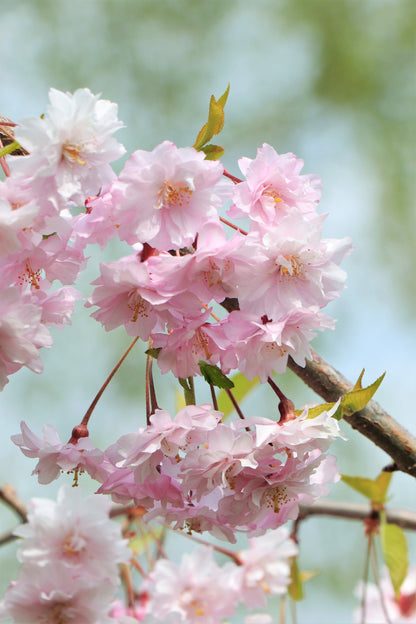 10 JapaneseMountain Cherry (Prunus Serrulata Spontanea) Seeds