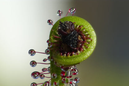 10 Carnivorous Sundew Plant (Drosera) Seeds