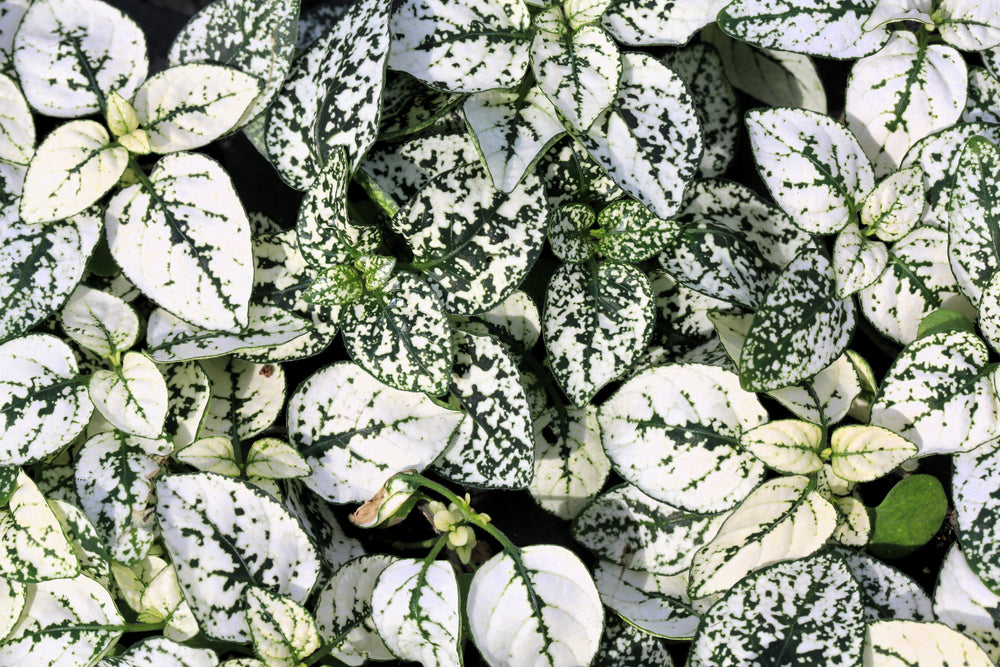 10 Dwarf White Polka Dot Plant (Hypoestes Phyllostachya) Seeds