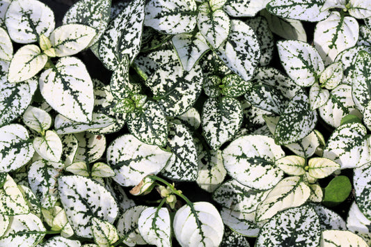10 Dwarf White Polka Dot Plant (Hypoestes Phyllostachya) Seeds