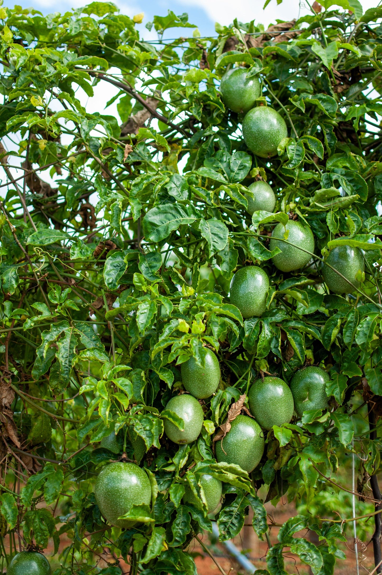 20 Purple Passion Fruit (Granadilla Passiflora Edulis ) Seeds