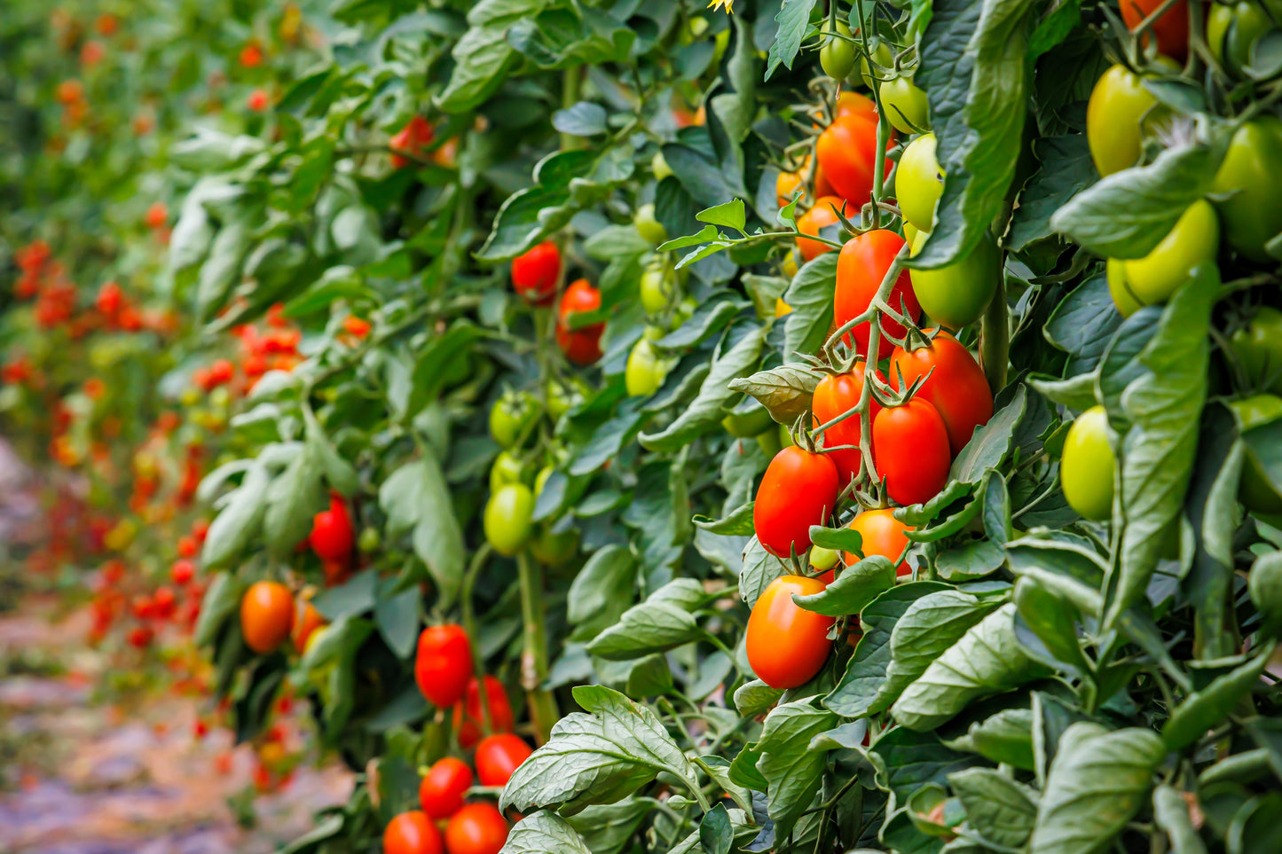 50 Amish Paste Tomato (Lycopersicon) Seeds