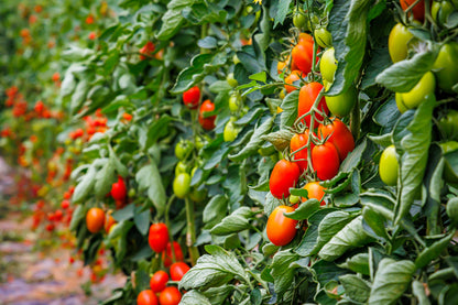 50 Amish Paste Tomato (Lycopersicon) Seeds