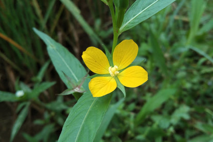 Seedbox (Ludwigia alternifolia) Seeds – 1,000 ct