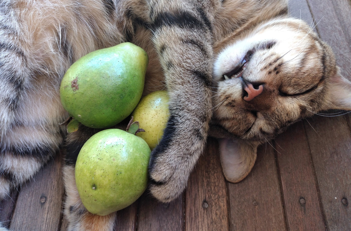 20 Guava Tree (Psidium Guajava) Seeds