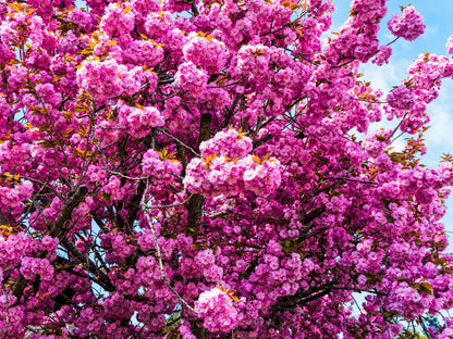 Japanese Flowering Cherry (Prunus serrulata) Seeds – 10 ct