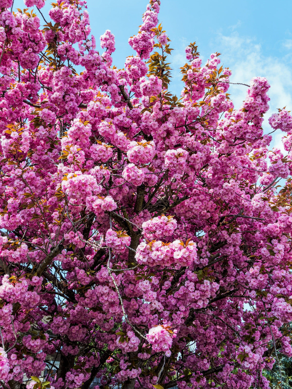 Japanese Flowering Cherry (Prunus serrulata) Seeds – 10 ct