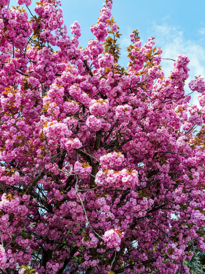 Japanese Flowering Cherry (Prunus serrulata) Seeds – 10 ct