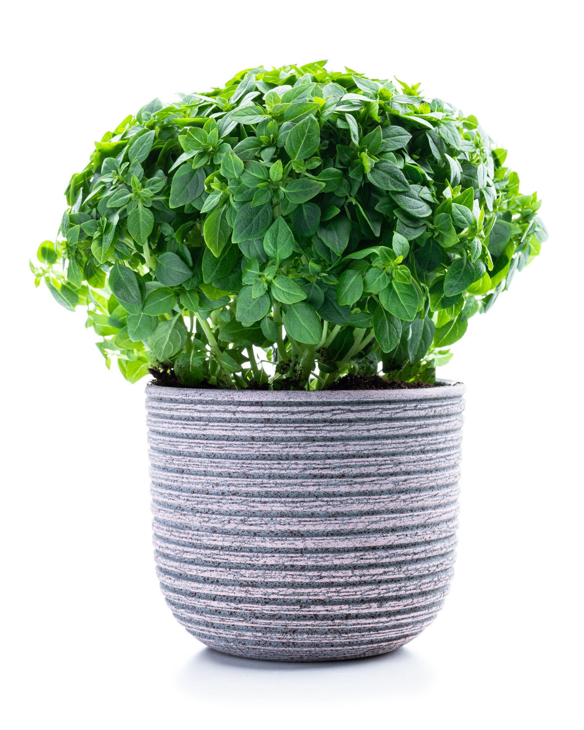 200 Spicy Globe Basil (Ocimum Basilicum) Seeds