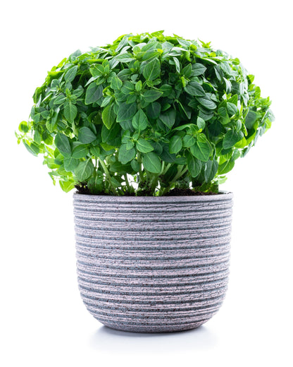 200 Spicy Globe Basil (Ocimum Basilicum) Seeds