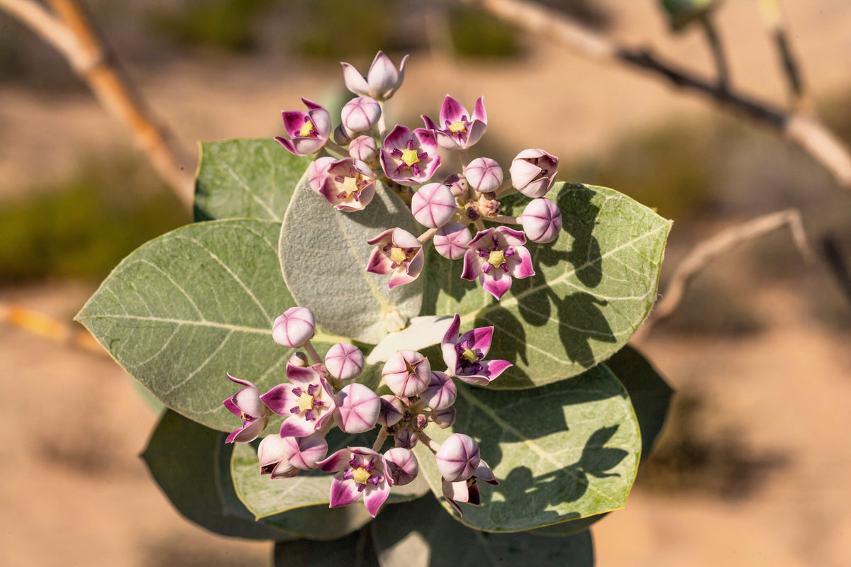 10 GIANT MILKWEED Sodom Apple Calotropis Procera Crown Flower Shrub Seeds