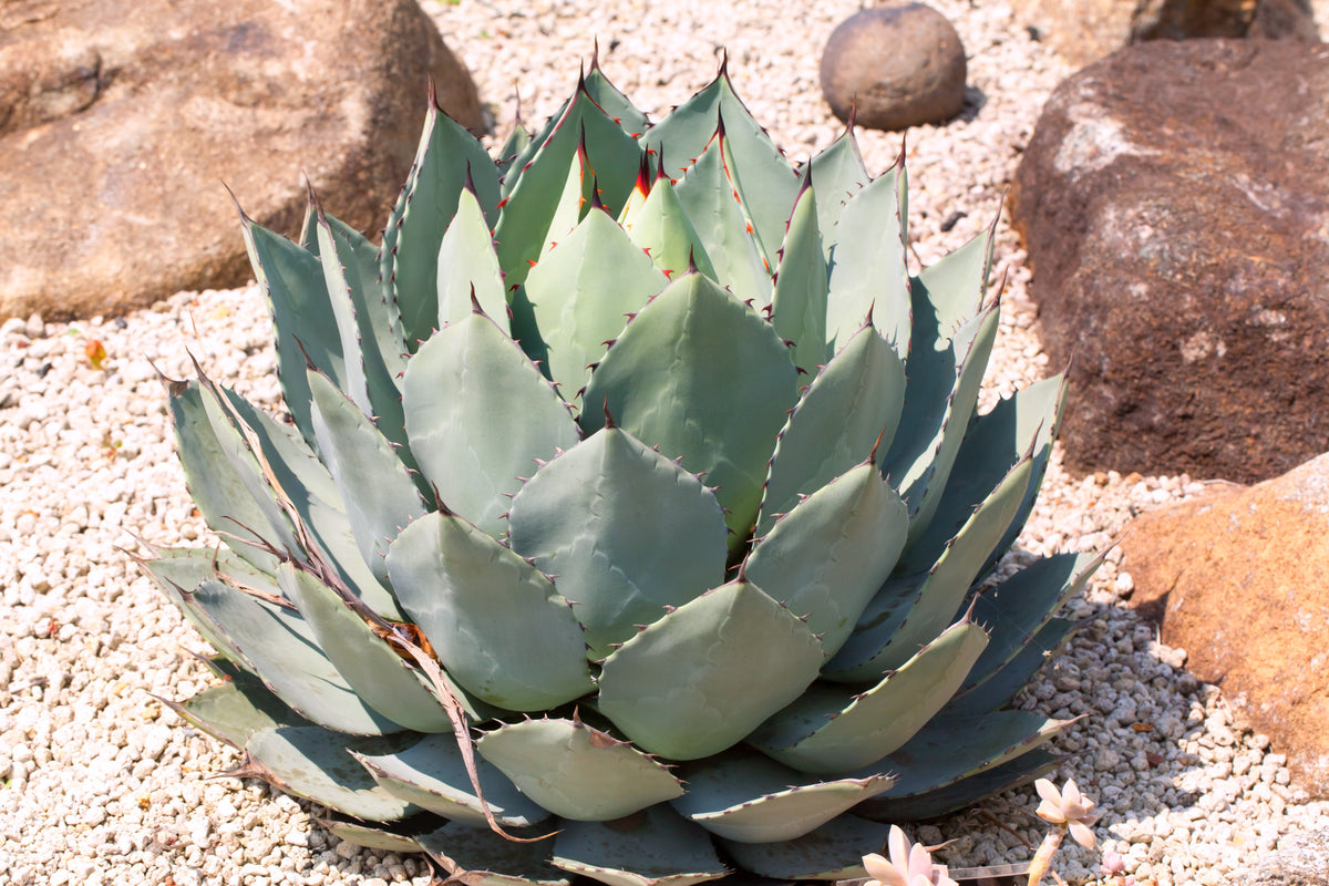 Artichoke Agave (Agave parryi var. huachucensis) Seeds – 5 ct