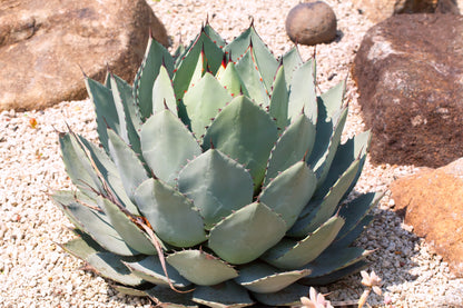 Artichoke Agave (Agave parryi var. huachucensis) Seeds – 5 ct