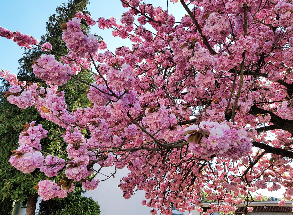 Japanese Flowering Cherry (Prunus serrulata) Seeds – 10 ct