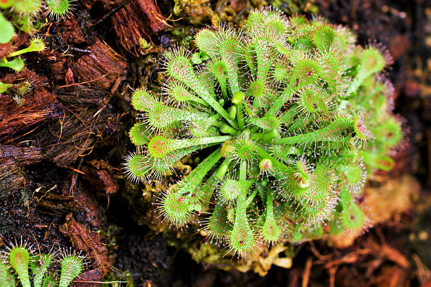 10 Carnivorous Sundew Plant (Drosera) Seeds
