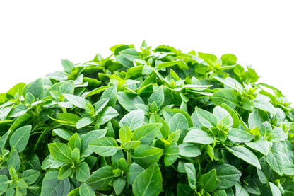 500 Dwarf Greek Basil (Ocimum Basilicum) Seeds
