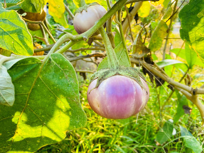 Organic Rosa Bianca Eggplant (Solanum melongena) Seeds – 50 ct