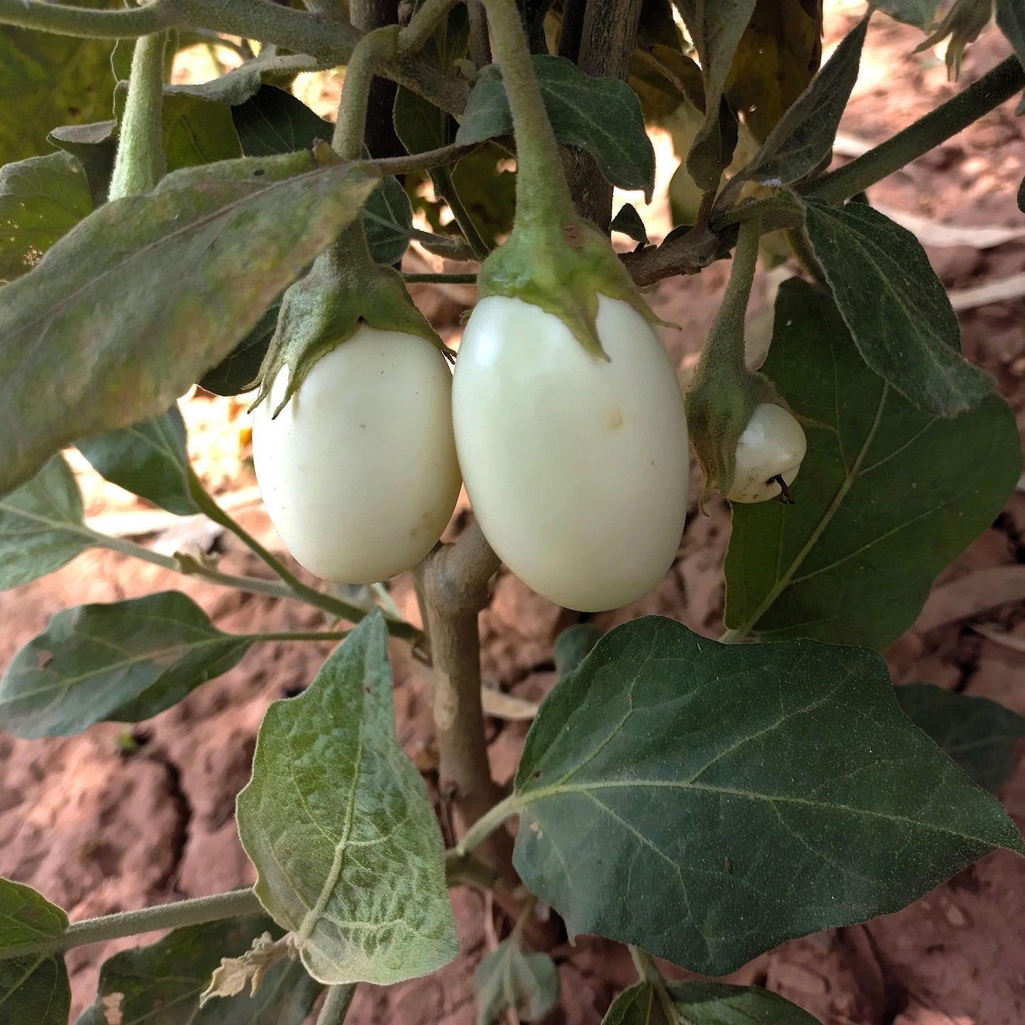 30 Easter Egg Plant (Ornamental Eggplant; Solanum Ovigerum) Seeds