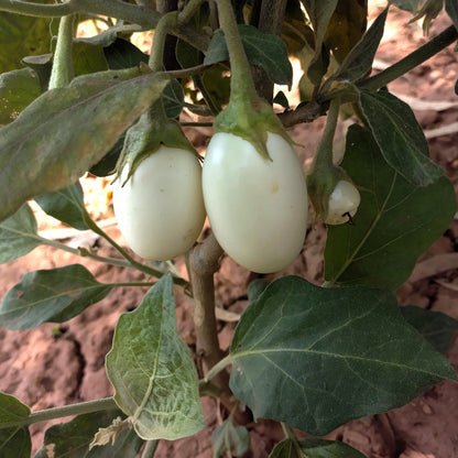 30 Easter Egg Plant (Ornamental Eggplant; Solanum Ovigerum) Seeds
