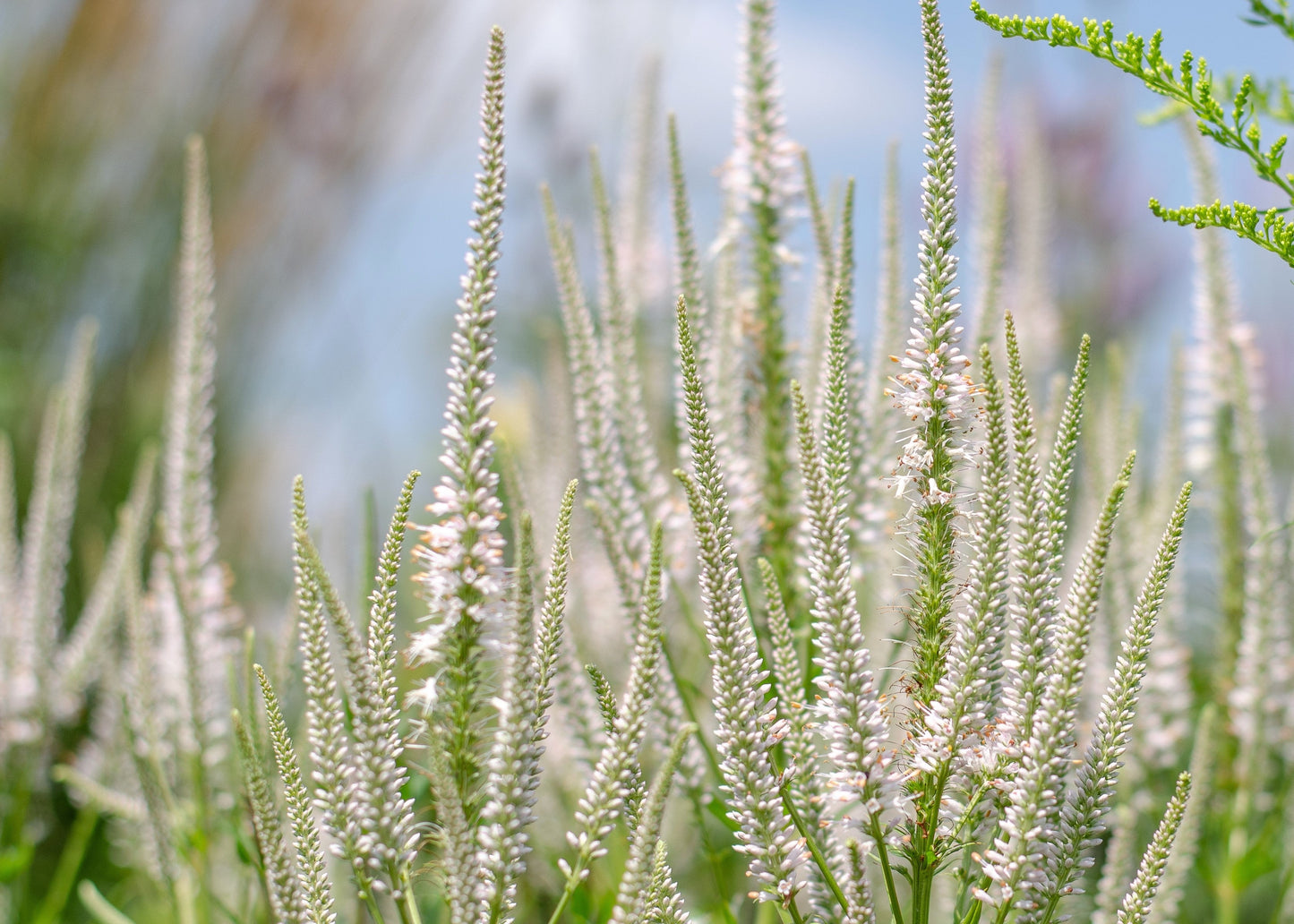 1000 Culver's Root / Black Root (Veronicastrum Virginicum) Seeds