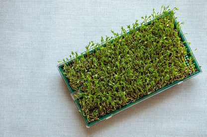 100 Black Lentil (Lens Culinaris) Seeds