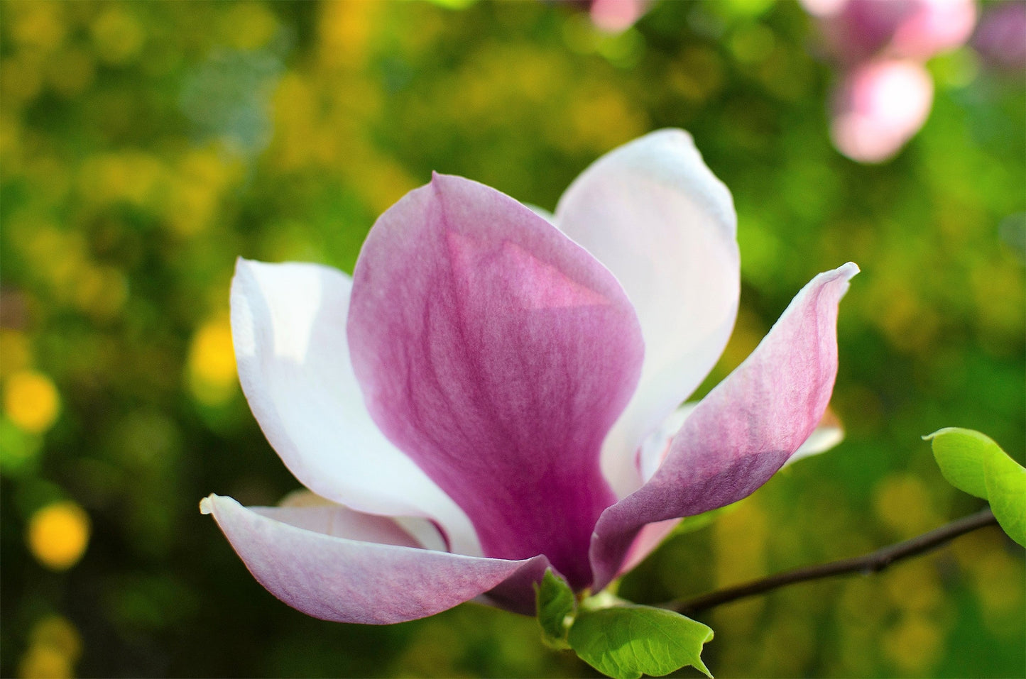 5 Saucer Magnolia/Tulip Tree (Soulangeana Denudata & Liliiflora)  Seeds