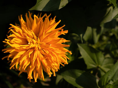 300 Cactus Flowered Zinnia Mix (Zinnia Elegans) Seeds